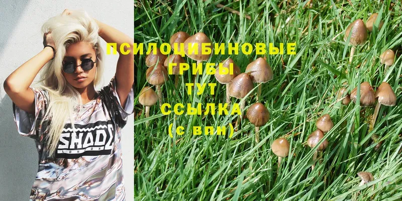 наркотики  Нахабино  mega   Галлюциногенные грибы Cubensis 